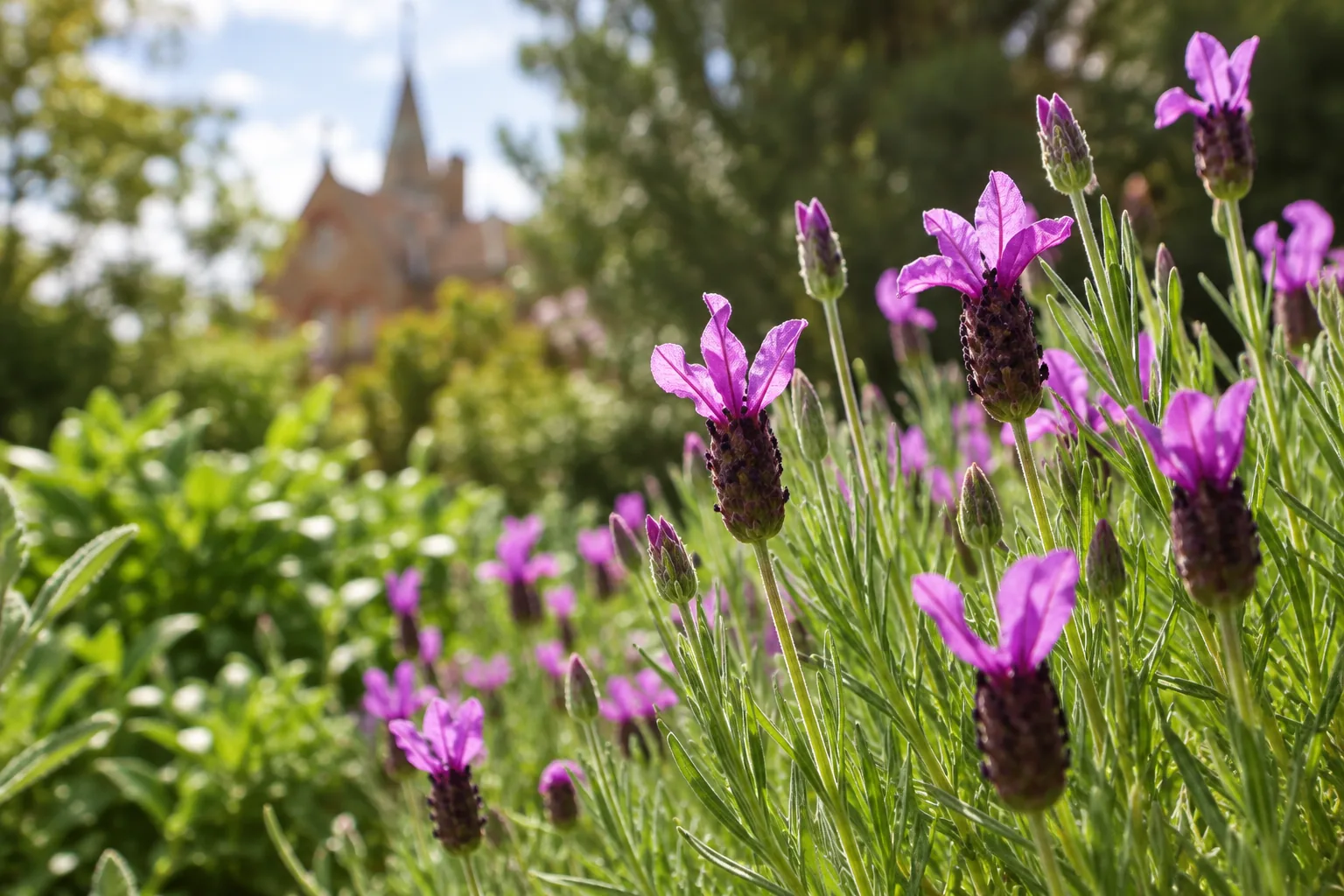 Purple flowers in Abbotsford Convent’s heritage gardens