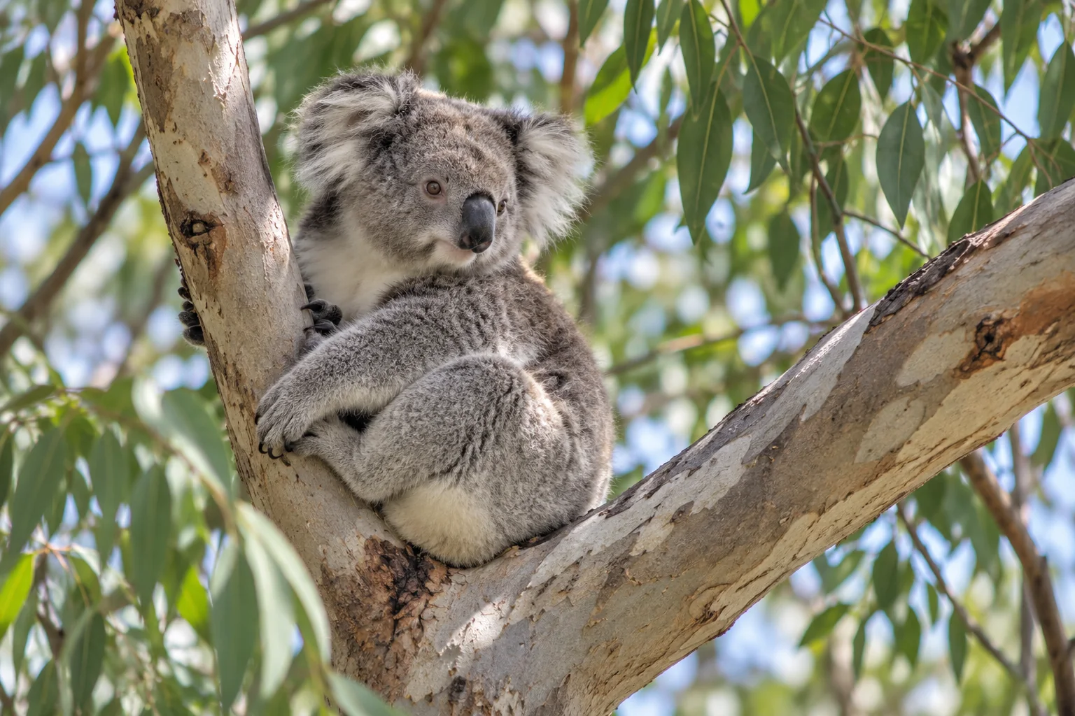 Wild koala resting in a eucalyptus tree along the Great Ocean Road