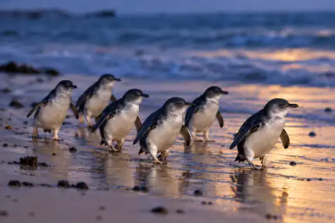 Phillip Island wildlife & Penguin Parade