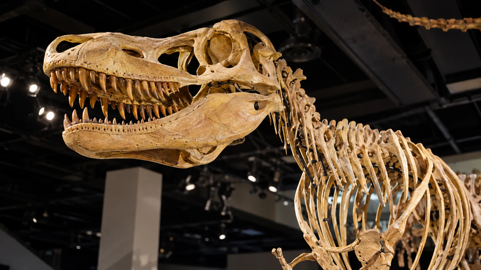 Melbourne Museum & Bunjilaka, Australian Grand Prix