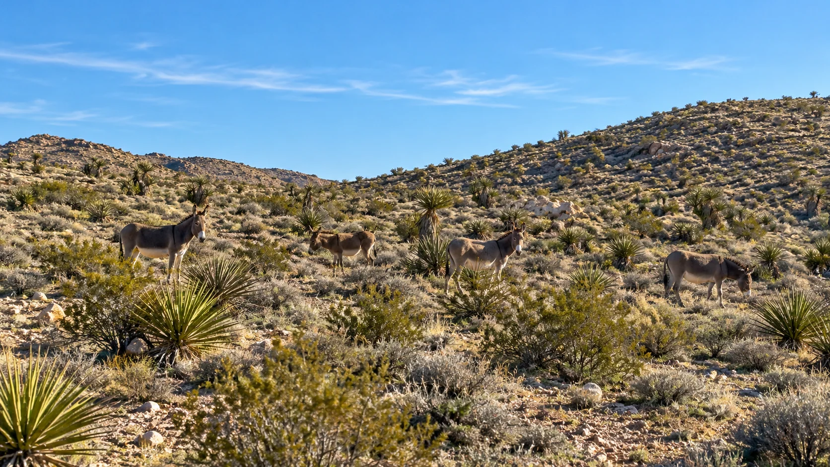 Wild burros among Mojave scrub at Red Rock Canyon