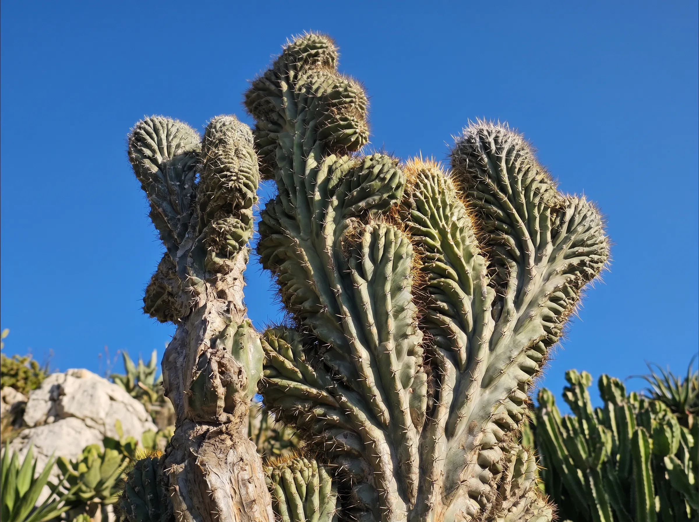 Jardin Exotique de Monaco, Monaco