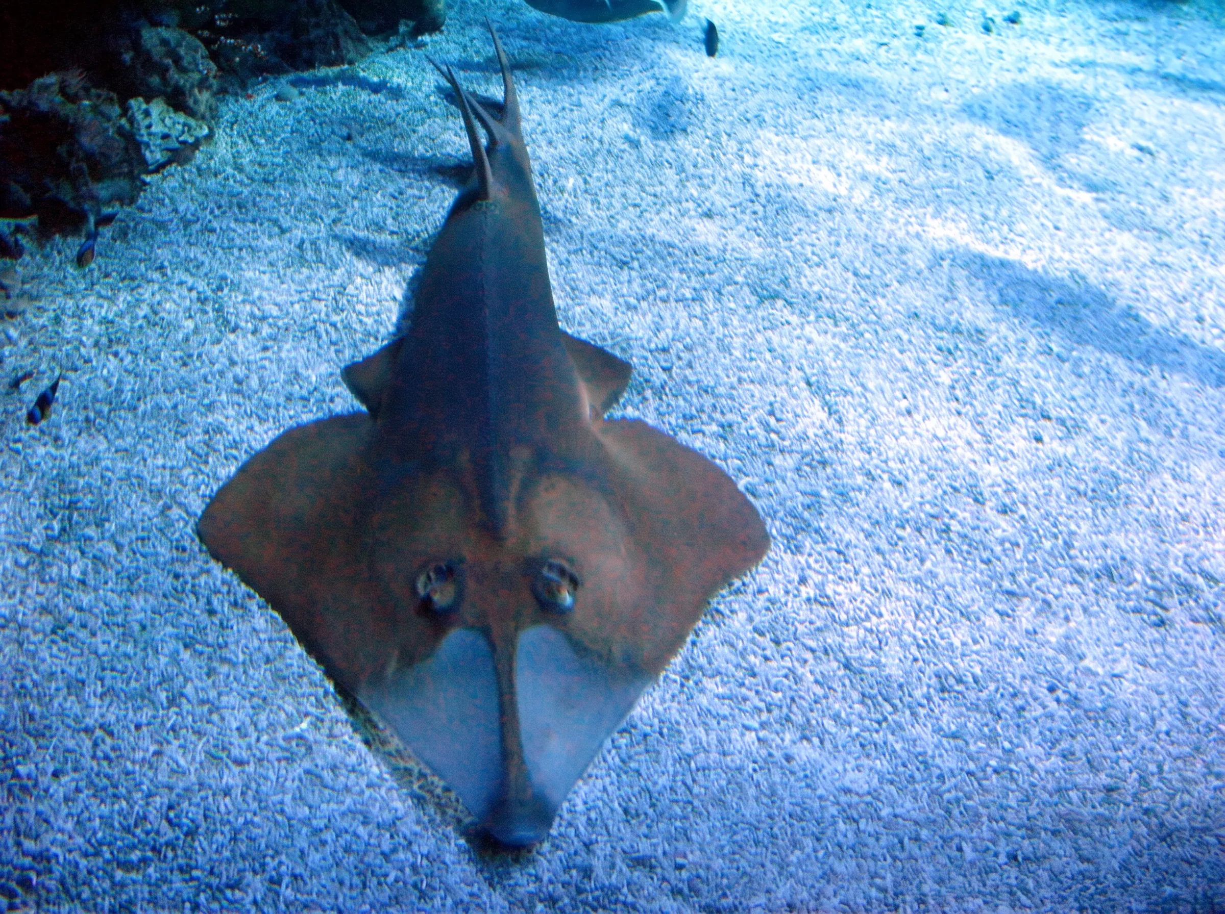 Oceanographic Museum of Monaco, Monaco