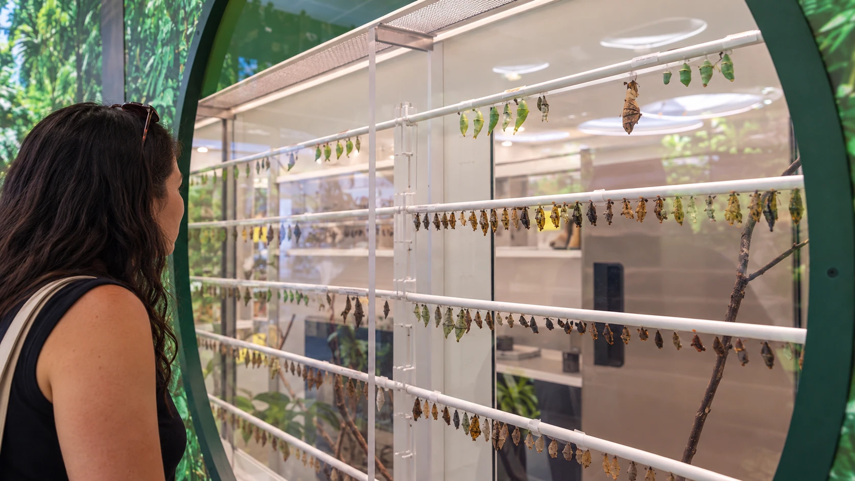 Butterfly vivarium pupae incubator
