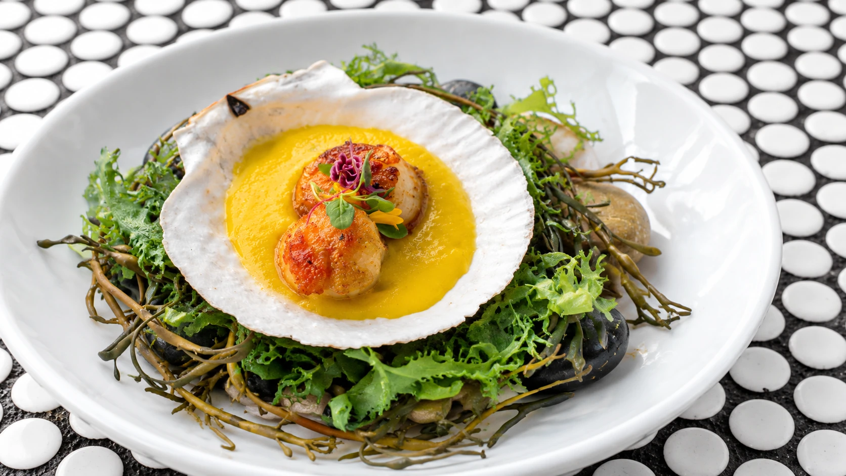 Scallop presentation