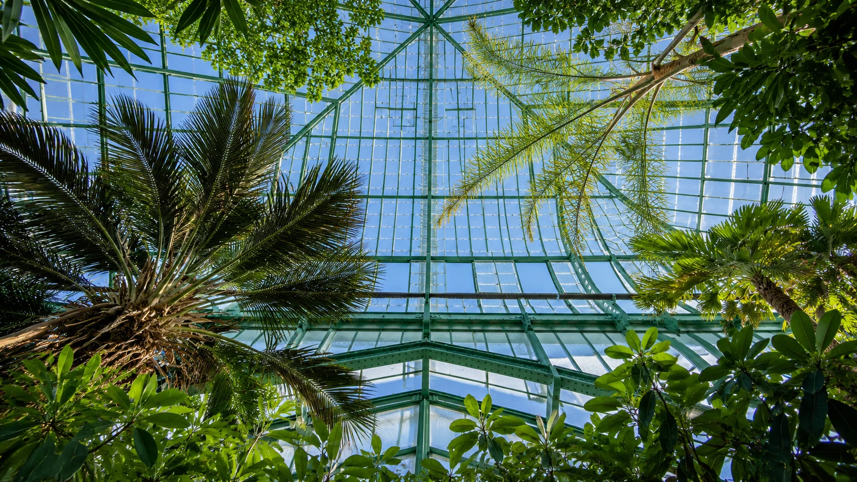 Palms beneath the glass canopy