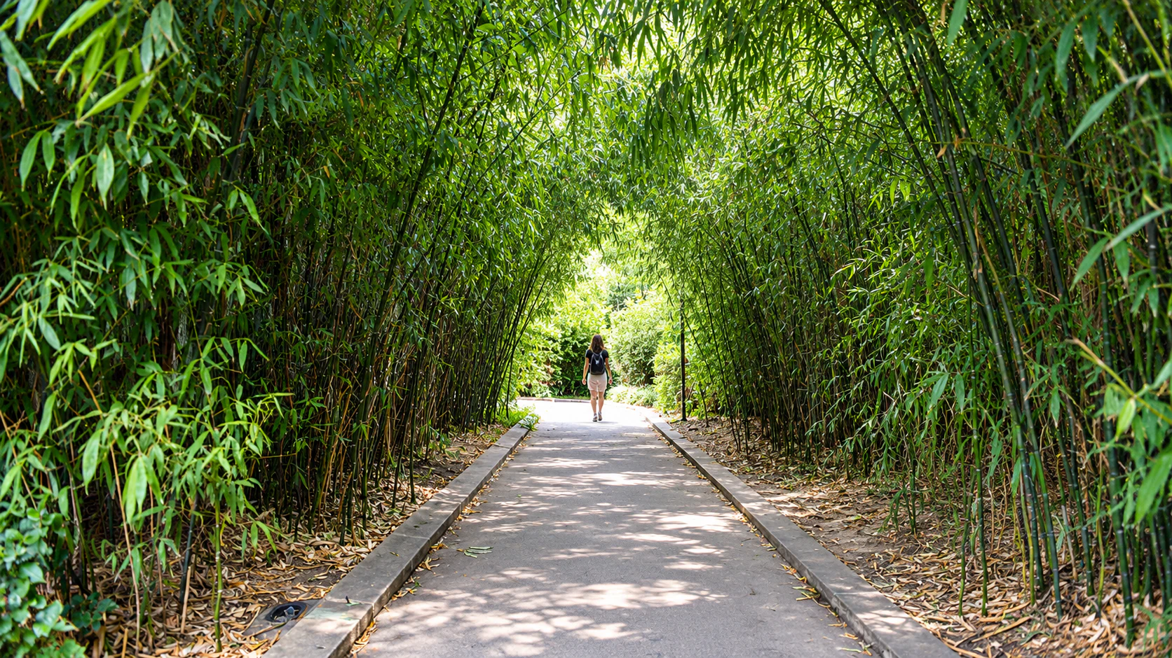 Bamboo corridor and walking path on the Coulée verte René-Dumont