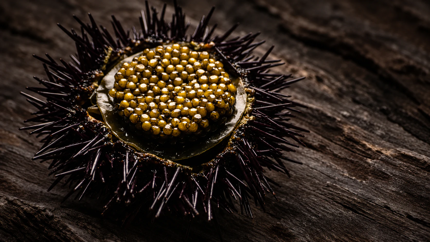 Golden caviar in a spiny sea-urchin shell at David Toutain